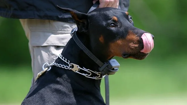 Training and Collar Safety Tips