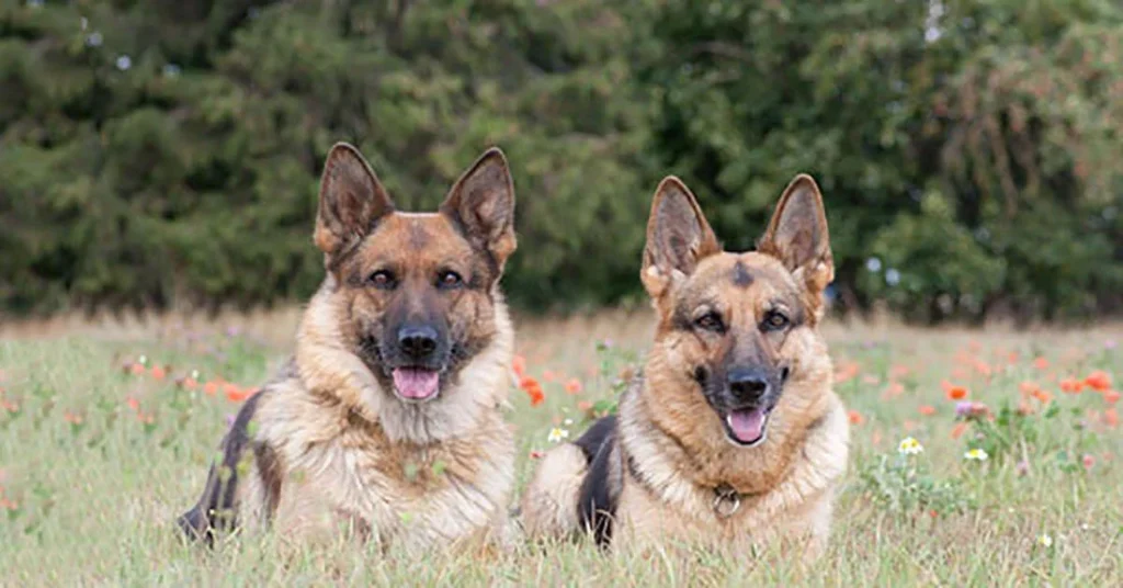 Socialization and Behavior Around Other Pets of Female and Male German Shepherd