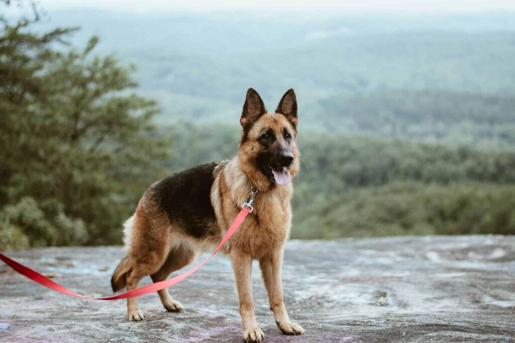 Typical German Shepherd Dog Collar Size Range