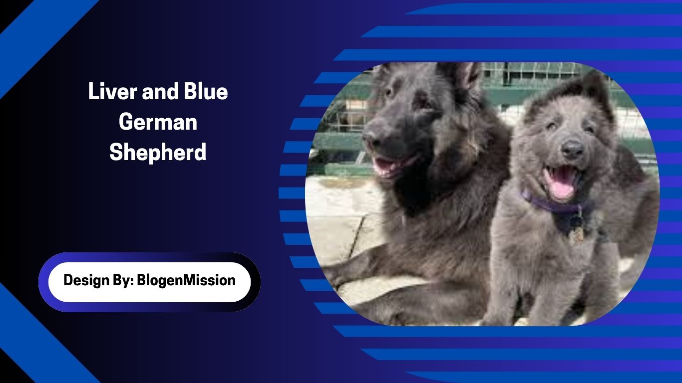 Liver and Blue German Shepherd