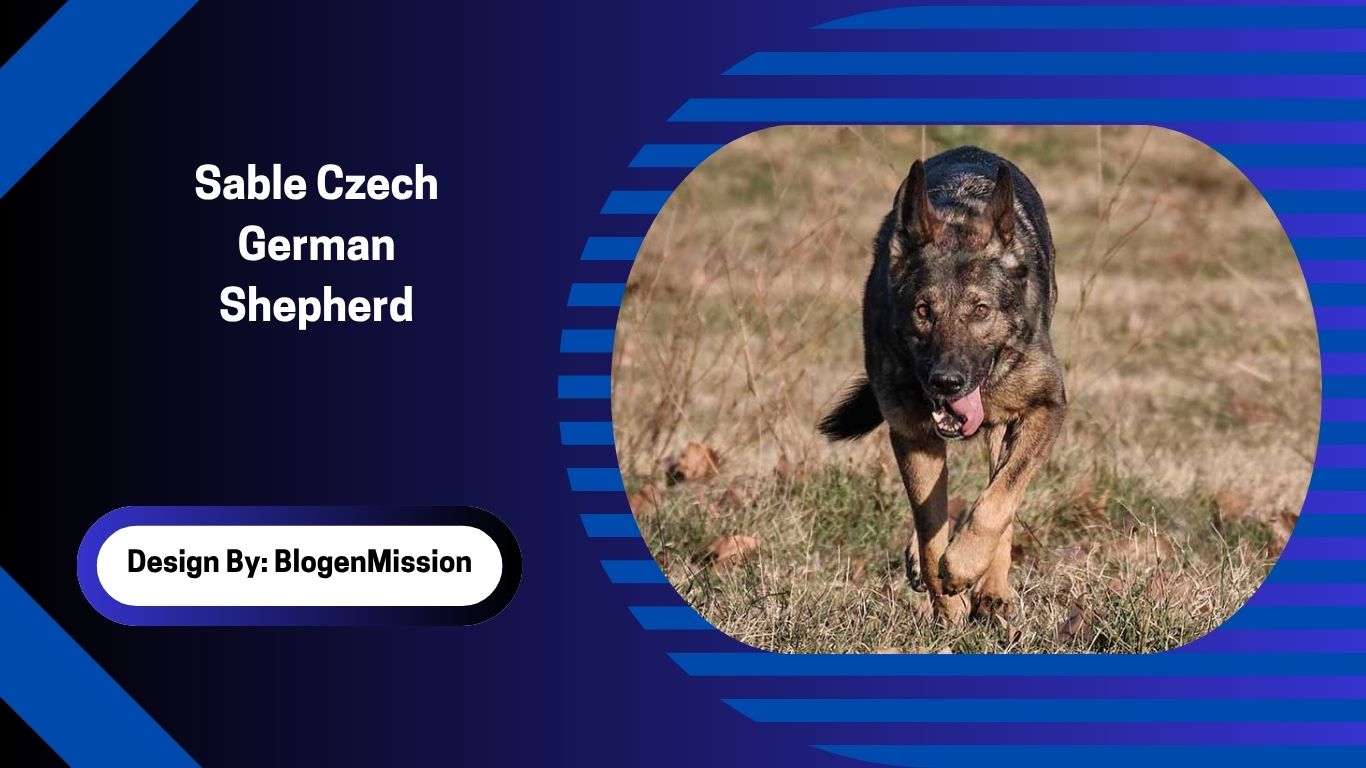 Sable Czech German Shepherd